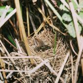 Fernbird | Mātātā. Adult North Island fernbird on nest. , November 1988. Image &copy; Department of Conservation (image ref: 10030414) by Falkert Nieuwland, Department of Conservation Courtesy of Department of Conservation