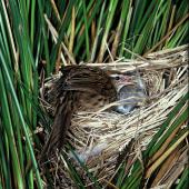 Fernbird | Mātātā. Male South Island fernbird at nest. Tautuku, Catlins, November 1985. Image &copy; Department of Conservation (image ref: 10033140) by Rod Morris, Department of Conservation Courtesy of Department of Conservation