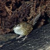 Fernbird | Mātātā. Adult Stewart Island fernbird. Big Island, Stewart Island. Image &copy; Department of Conservation (image ref: 10042632) by Rod Morris, Department of Conservation Courtesy of Department of Conservation