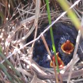 Fernbird. Two North Island fernbird chicks in nest. Harbourview reserve, Te Atatu Peninsula, Auckland, September 2013. Image &copy; Jeremy Painting by Jeremy Painting