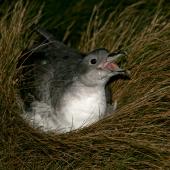 Grey petrel. Calling male showing gape. Antipodes Island, February 2008. Image &copy; David Boyle by David Boyle