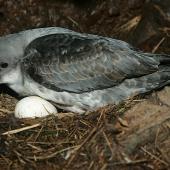 Grey petrel | Kuia. Adult at nest on two eggs. Antipodes Island, April 2009. Image &copy; David Boyle by David Boyle