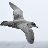 Grey petrel | Kuia. Bird in fresh plumage in flight (dorsal). Tutukaka Pelagic out past Poor Knights Islands, October 2021. Image &copy; © Scott Brooks (ourspot) by Scott Brooks