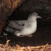 Grey petrel. Adult in burrow. Antipodes Island, July 2013. Image &copy; James Russell by James Russell