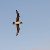 Grey petrel | Kuia. Adult in flight. Antipodes Island, July 2013. Image &copy; James Russell by James Russell