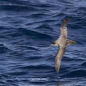 Grey petrel | Kuia. Adult in flight. At sea off Otago Peninsula, May 2021. Image &copy; Oscar Thomas by Oscar Thomas www.oscarthomas.nz