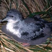 Grey petrel. Chick nearing fledging. Antipodes Island. Image &copy; Terry Greene by Terry Greene