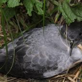 Grey petrel | Kuia. Adult on the ground during the day. Antipodes Island, February 2009. Image &copy; Mark Fraser by Mark Fraser