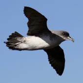 Grey petrel. Side view of adult in flight. Antipodes Island, March 2010. Image &copy; Mark Fraser by Mark Fraser
