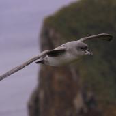 Grey petrel | Kuia. Adult in flight showing bill colouring. Antipodes Island, April 2010. Image &copy; Mark Fraser by Mark Fraser