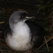Grey petrel. Adult at night near the hut. Antipodes Island, March 2009. Image &copy; Mark Fraser by Mark Fraser