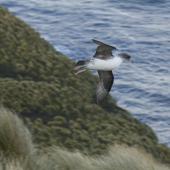 Grey petrel. Adult in flight. Antipodes Island, July 2013. Image &copy; James Russell by James Russell
