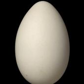 Grey petrel. Egg 81.6 x 52.3 mm (NMNZ OR.026886, collected by Mike Imber). Antipodes Island, May 2001. Image &copy; Te Papa by Jean-Claude Stahl