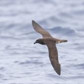 Tahiti petrel. Adult in flight. Southport pelagic, Gold Coast, Queensland, 30 km offshore, March 2019. Image &copy; William Betts 2019 birdlifephotography.org.au by William Betts
