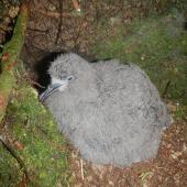 Tahiti petrel. Large downy chick. Raiatea, French Polynesia, February 2012. Image &copy; Lucie Faulquier by Lucie Faulquier