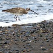American whimbrel. Adult. Costa Rica, August 2012. Image &copy; Ray Buckmaster by Ray Buckmaster