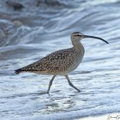 American whimbrel. Adult prior to northbound migration. Crystal Cove State Park, California, USA, April 2018. Image &copy; David Rintoul by David Rintoul