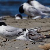 Black tern. Immature - first New Zealand record (roosting with white-fronted terns). Waikanae estuary, January 2022. Image &copy; Elizabeth Taylor by Elizabeth Taylor