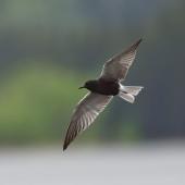 Black tern. Breeding adult in flight. Beauvais Lake Provincial Park, Alberta, Canada, June 2020. Image &copy; Gordon Petersen by Gordon Petersen