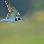 Black tern. Juvenile in flight. Le Crotoy, France, August 2016. Image &copy; Cyril Vathelet by Cyril Vathelet