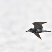 Black tern. Moulting adult in flight. Lésignac-Durand, France, July 2021. Image &copy; Cyril Vathelet by Cyril Vathelet