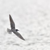 Black tern. Moulting adult in flight. Lésignac-Durand, France, July 2021. Image &copy; Cyril Vathelet by Cyril Vathelet