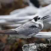 Black tern. Immature - first New Zealand record. Plimmerton, Wellington, January 2022. Image &copy; Roger Smith by Roger Smith