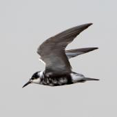 Black tern. Moulting adult in flight. Manhattan,  Kansas,  USA, June 2019. Image &copy; David Rintoul by David Rintoul