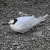 Black-naped tern. Adult - first New Zealand record. Muriwai gannet colony, February 2022. Image &copy; Hayden Pye by Hayden Pye