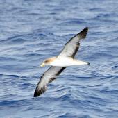 Cory's shearwater. Adult in flight (possibly the similar Scopoli's shearwater). Cape Hatteras, North Carolina, August 2012. Image &copy; Don Faulkner by Don Faulkner via Flickr, 2.0 Generic (CC BY 2.0)&nbsp;