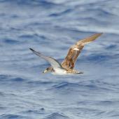 Cory's shearwater. Adult in flight (possibly the similar Scopoli's shearwater). Cape Hatteras, North Carolina, August 2012. Image &copy; Don Faulkner by Don Faulkner via Flickr, 2.0 Generic (CC BY-SA 2.0)