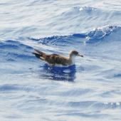 Cory's shearwater. Adult on water (this is possibly the similar Scopoli's shearwater). Cape Hatteras, North Carolina, August 2012. Image &copy; Don Faulkner by Don Faulkner via Flickr, 2.0 Generic (CC BY-SA 2.0)