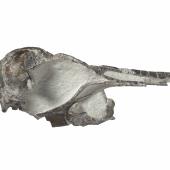 Dawn crested penguin. Right lateral view of skull from Eudyptes atatu holotype (NMNZ S.046318). . Image &copy; Te Papa by Jean-Claude Stahl
