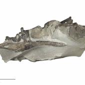 Dawn crested penguin. Right lateral view of mandible from Eudyptes atatu holotype (NMNZ S.046318). . Image &copy; Te Papa by Jean-Claude Stahl