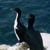 Foveaux shag | Mapo. Pied morph and bronze morph adults at nest with eggs. Codfish Island, December 1966. Image &copy; Department of Conservation (image ref: 10038257) by Brian Bell, Department of Conservation Courtesy of Department of Conservation