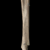 Livezey’s rail. Holotype associated tarsometatarsus (dorsal view). NMNZ S.047156. . Image &copy; Te Papa by Jean-Claude Stahl