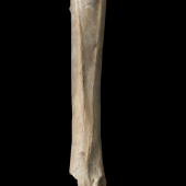 Livezey’s rail. Holotype associated tarsometatarsus (plantar view). NMNZ S.047156. . Image &copy; Te Papa by Jean-Claude Stahl