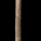 Livezey’s rail. Holotype associated left tibiotarsus (caudal view). NMNZ S.047156. . Image &copy; Te Papa by Jean-Claude Stahl