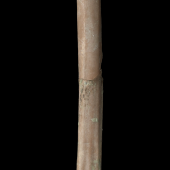 Livezey’s rail. Holotype associated left tibiotarsus (cranial view). NMNZ S.047156. . Image &copy; Te Papa by Jean-Claude Stahl