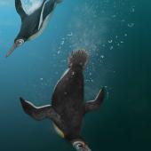 Stilwell’s penguin. Reconstruction (2 birds). . Image &copy; Jacob Blokland by Jacob Blokland