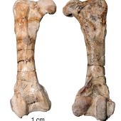 Junats’ penguin. Holotype right femur, WM2006/1/1, Waikato museum. . Image &copy; Daniel Thomas by Daniel Thomas