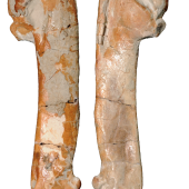 Junats’ penguin. Holotype right humerus, WM2006/1/1, Waikato museum. . Image &copy; Daniel Thomas by Daniel Thomas