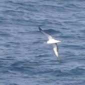 Cory's shearwater. At sea. South Atlantic, east of Arenas Verdes, February 2023. Image &copy; Alan Tennyson by Alan Tennyson