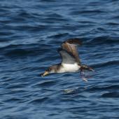 Cory's shearwater. Adult in flight. French atlantic coast, near Spain, October 2022. Image &copy; Cyril Vathelet by Cyril Vathelet