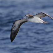 Streaked shearwater. Adult in flight. Off Miyake-jima, Izu Group, Japan, April 2019. Image &copy; Ian Wilson 2019 birdlifephotography.org.au by Ian Wilson