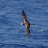 Streaked shearwater. In flight - dorsal. At sea off Wollongong, New South Wales, Australia, February 2009. Image &copy; Brook Whylie by Brook Whylie http://www.sossa-international.org