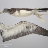 Streaked shearwater. Beach-wrecked specimen. Only New Zealand record. Specimen registration no. OR.029195; image no. MA_I255033. Ocean Beach, Kawhia, February 2006. Image &copy; Te Papa See Te Papa website: http://collections.tepapa.govt.nz/objectdetails.aspx?irn=1148397&amp;term=OR.029195