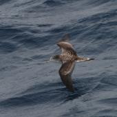 Streaked shearwater. Adult in flight, dorsal. At sea off Japan, April 2009. Image &copy; Nigel Voaden by Nigel Voaden http://www.flickr.com/photos/nvoaden/