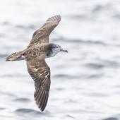 Streaked shearwater. Adult in flight dorsal. First New Zealand live record. East of Poor Knights Islands, November 2023. Image &copy; Oscar Thomas by Oscar Thomas