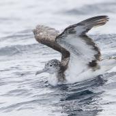 Streaked shearwater. Adult on sea surface with wings raised. First New Zealand live record. East of Poor Knights Islands, November 2023. Image &copy; Oscar Thomas by Oscar Thomas